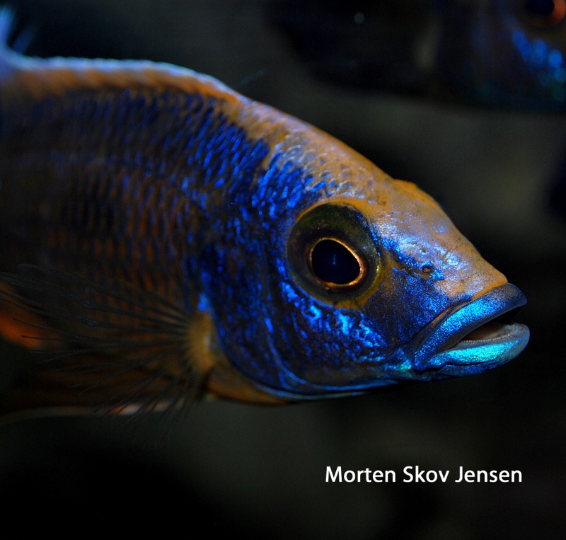 Otopharynx lithobates 'Three Peaks Reef'